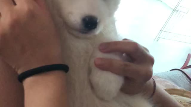 Baby samoyed dog
