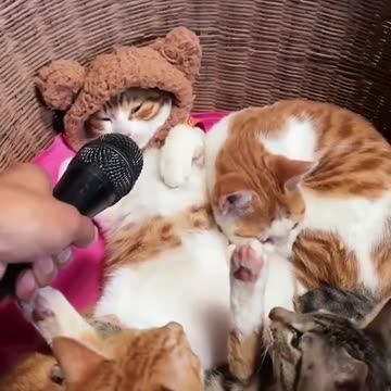 Funny cute cats campilation #shorts #cute_cat #cats