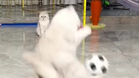 Cat play football #football#voleyball