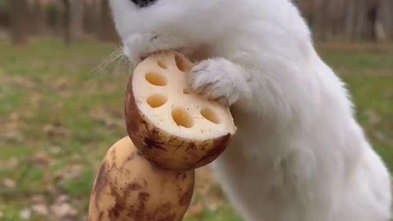 The little rabbit nibbling on a lotus root is so crunchy.