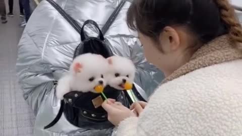 The cutie in the backpack