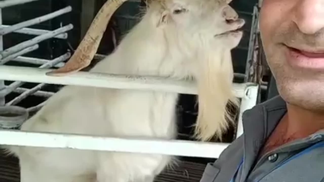 Naughty goat