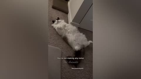 Funny animal video