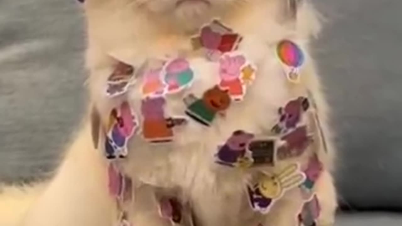 funny cat