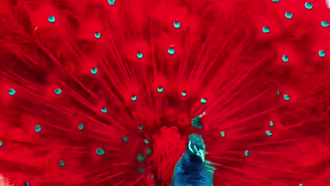 Peacock Dance.