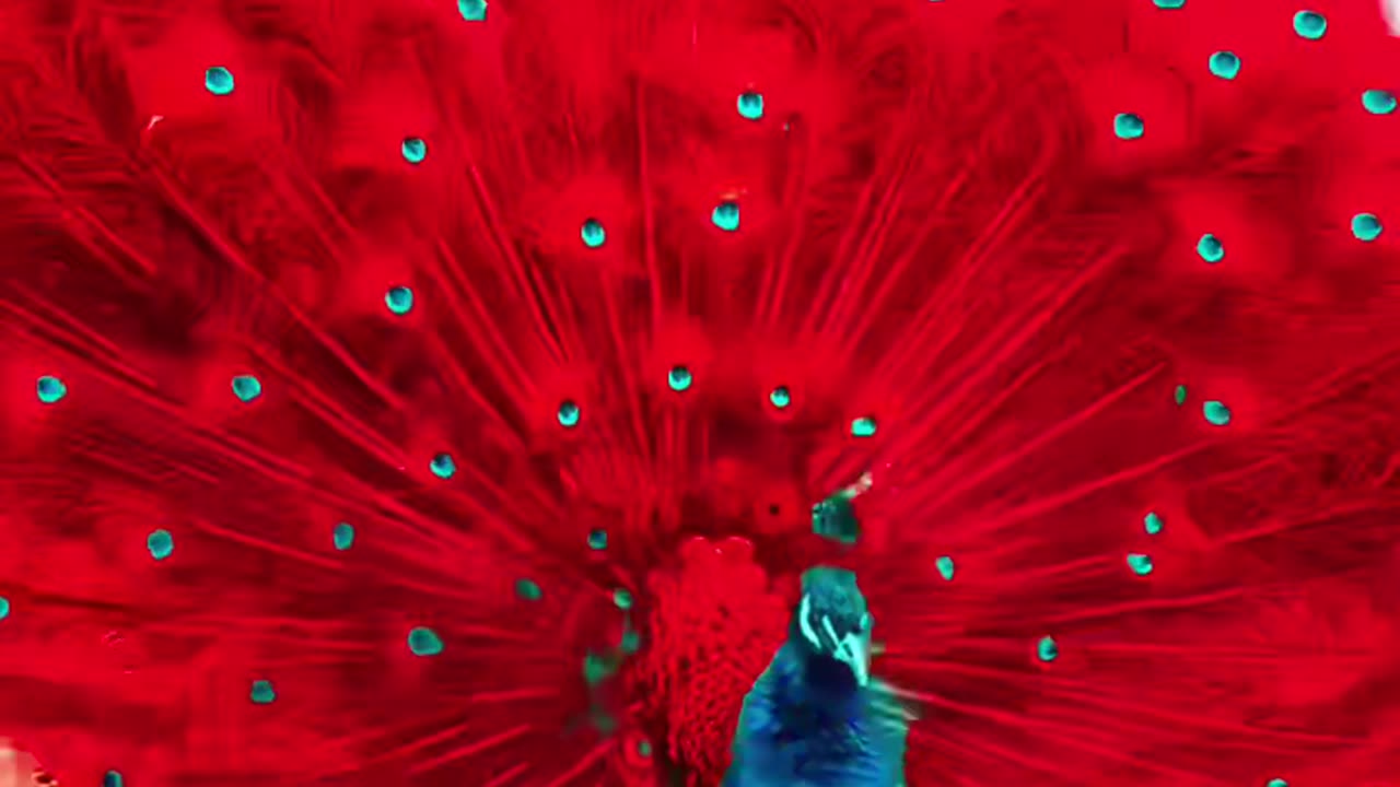 Peacock Dance.