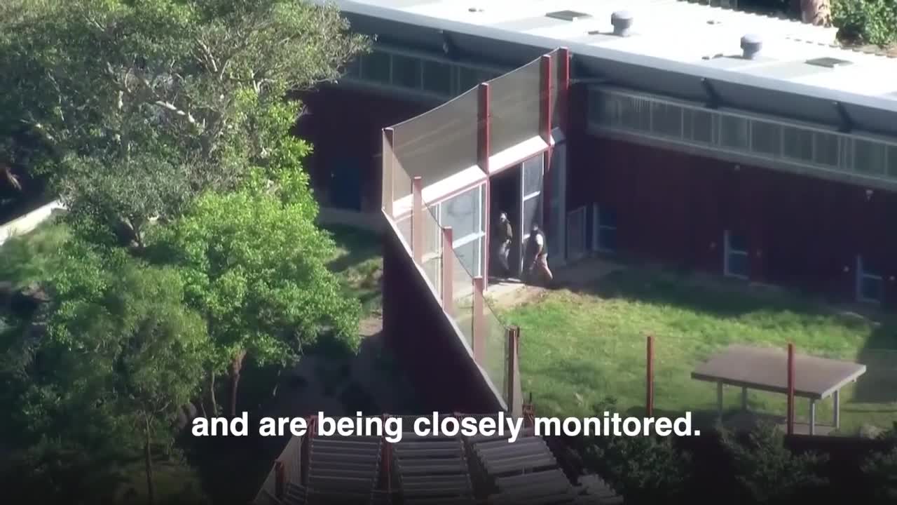 5 lions contained after brief escape at Sydney zoo