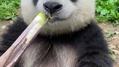 Panda is very cute