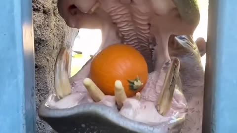 Hippo Pumpkin Crunchin'!...