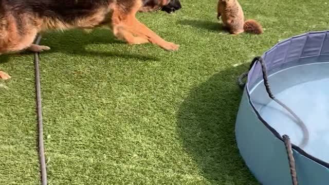 Marmot Charges my 95lb German Shepherd