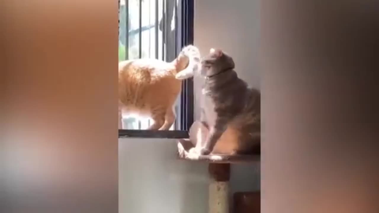 Cat funny video's 😂😀