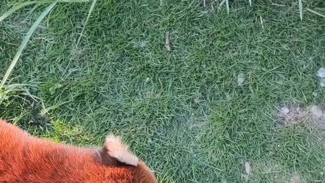 Red Panda