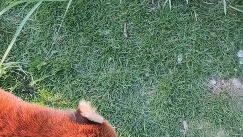 Red Panda