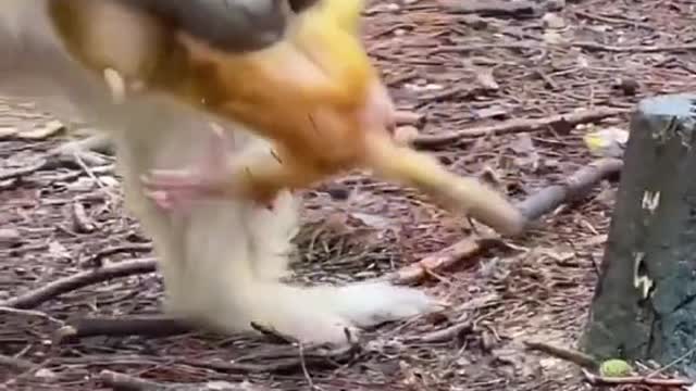 Mom teaching baby to walk🐵🙈