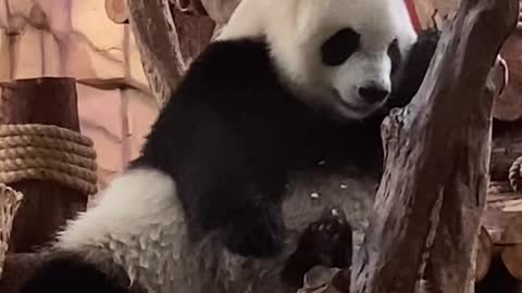 panda