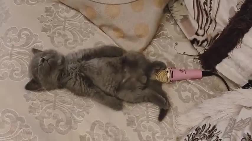 Cute Cat Funny Video