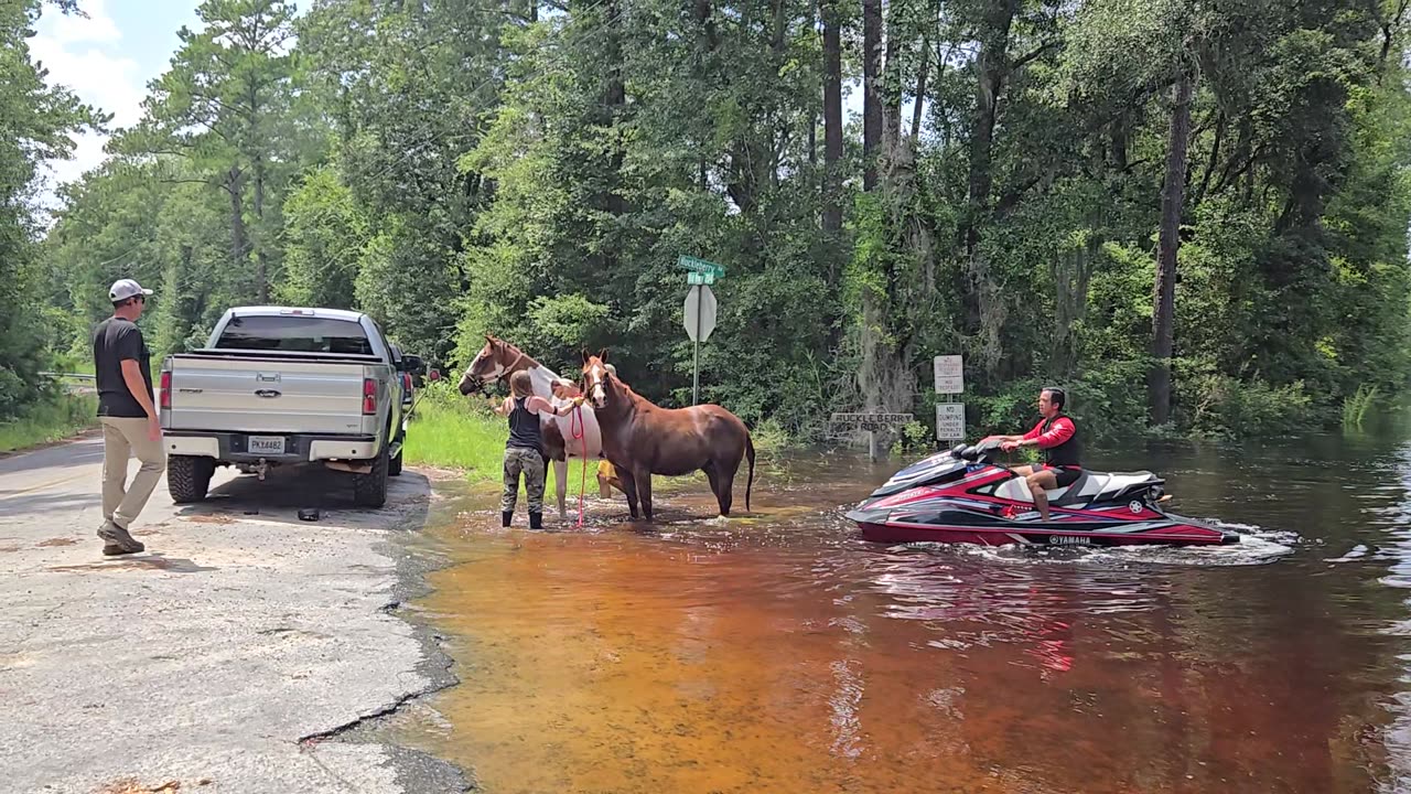 Two Horses Rescued From Storm Floods