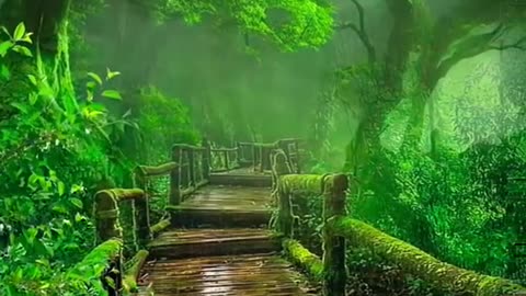 Beautiful nature forest