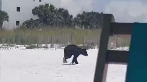 A BLACK BEAR SWIMMING ALONG SIDE THE BEACHGOERS