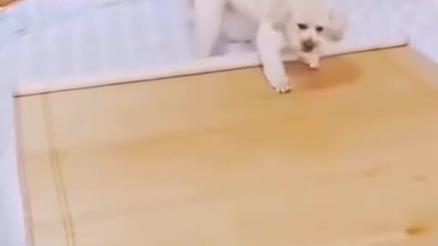 Funny dog