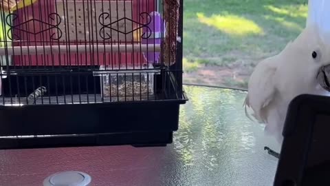 Singing Cockatoo is Very Enthusiastic