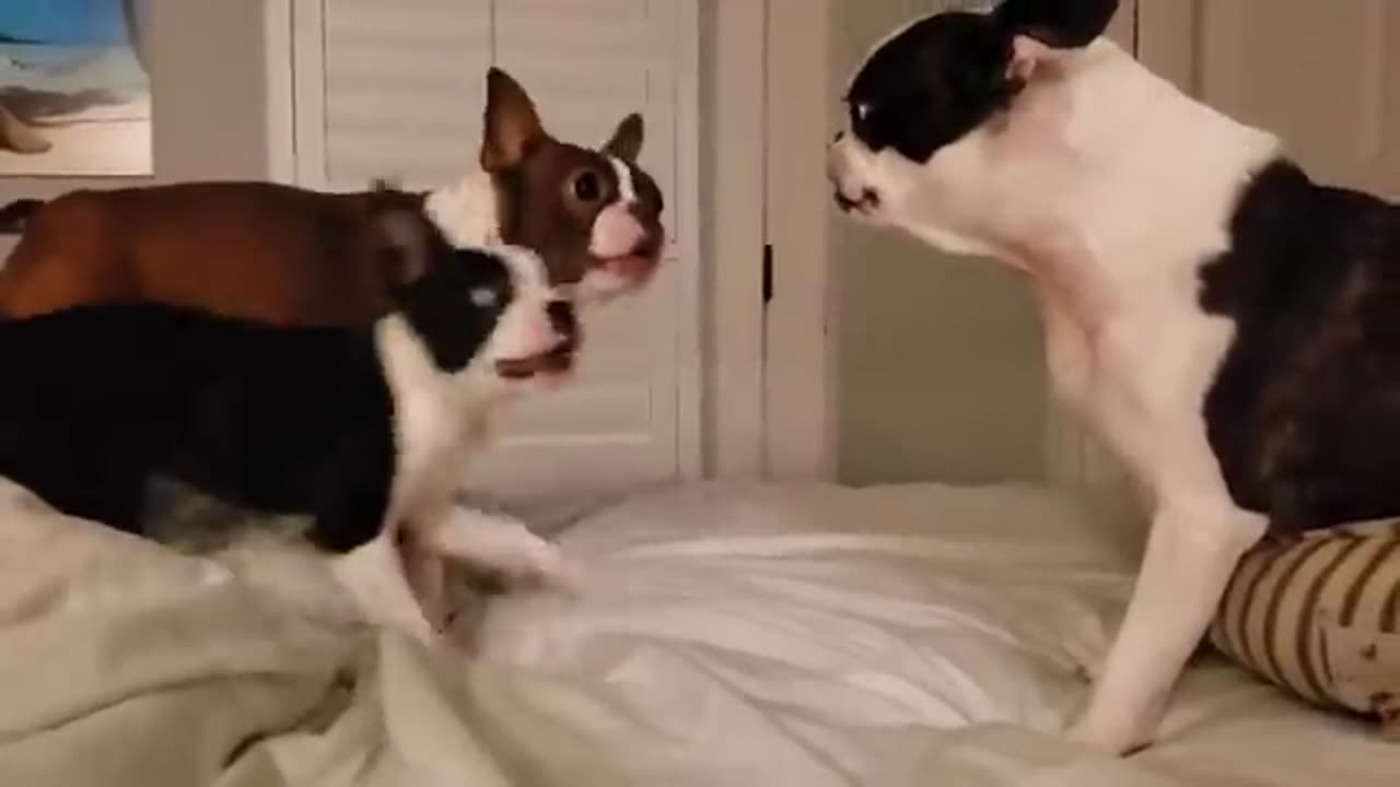 FUNNIEST Birds, Cats & Dogs! 🤣 Best 20 Minutes