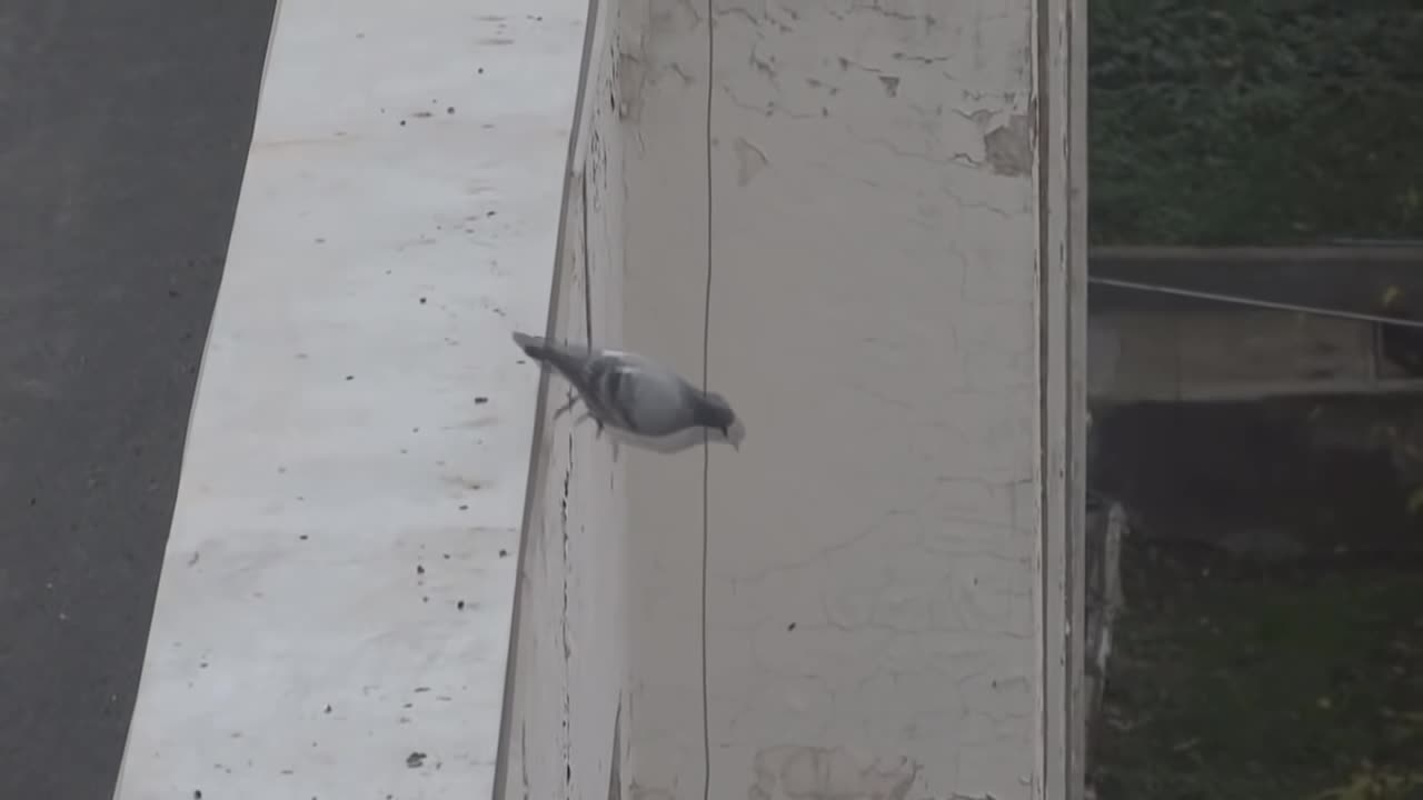 Suicidal pigeon