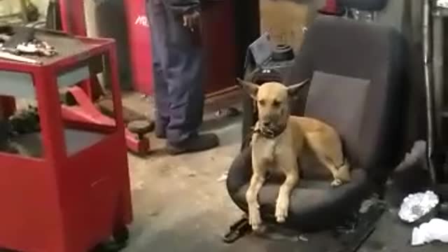 This dog loses his mind after an unbelievable explosion هذا الكلب يفقد عقله بعد الانفجار