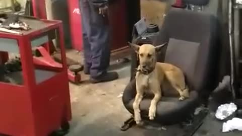 This dog loses his mind after an unbelievable explosion هذا الكلب يفقد عقله بعد الانفجار