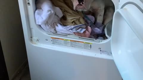 dog in the dryer