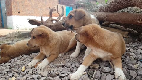 Puppies enjoying a treat.