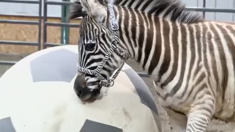 Baby zebras train at Pittsburgh Zoo