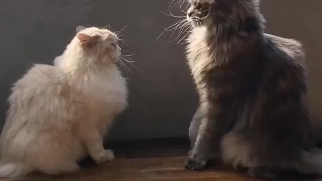 Kittens fight each