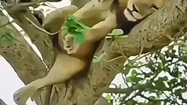 Wonderful animals