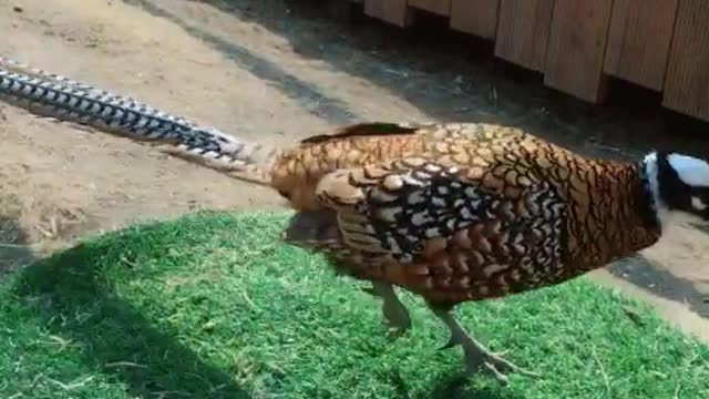 prairie chickens