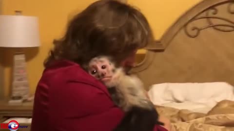 Incredible reunion between animals and their owners after a long absence