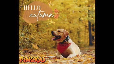 Dog hello autumn