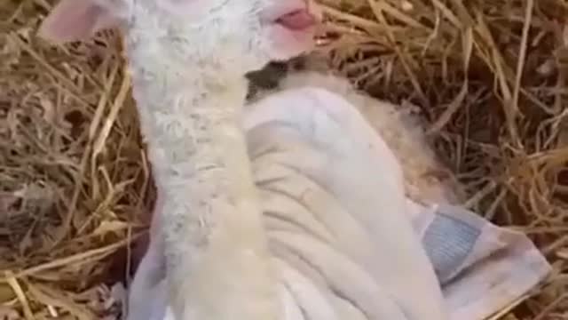 A newborn lamb