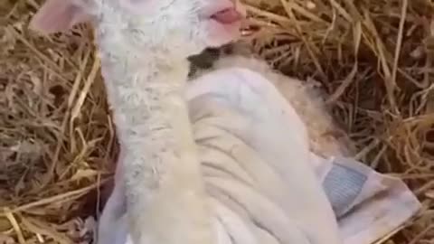 A newborn lamb