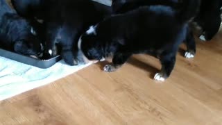 Bernese mountain puppies