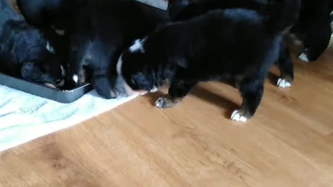 Bernese mountain puppies