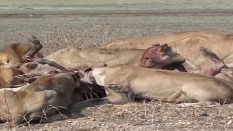 The hungry lions fight on a zebra kill