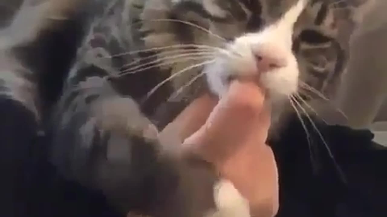 What does the cat do with the finger😱😲😨