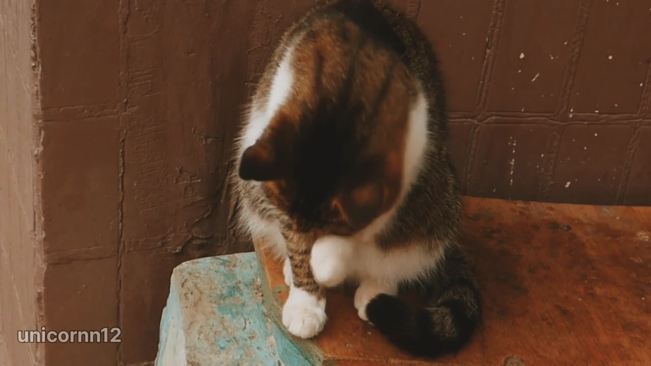 Funny Cat🤣 - Funniest Animal Videos 2023! 🥰