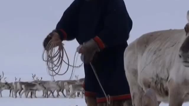 Visiting the Nenets