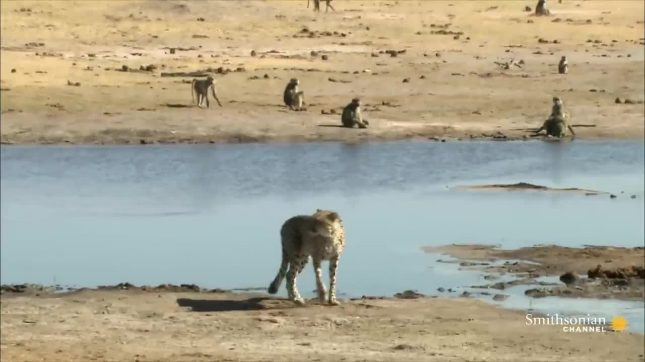 Do Not Provoke a Mob of Angry Chacma Baboons