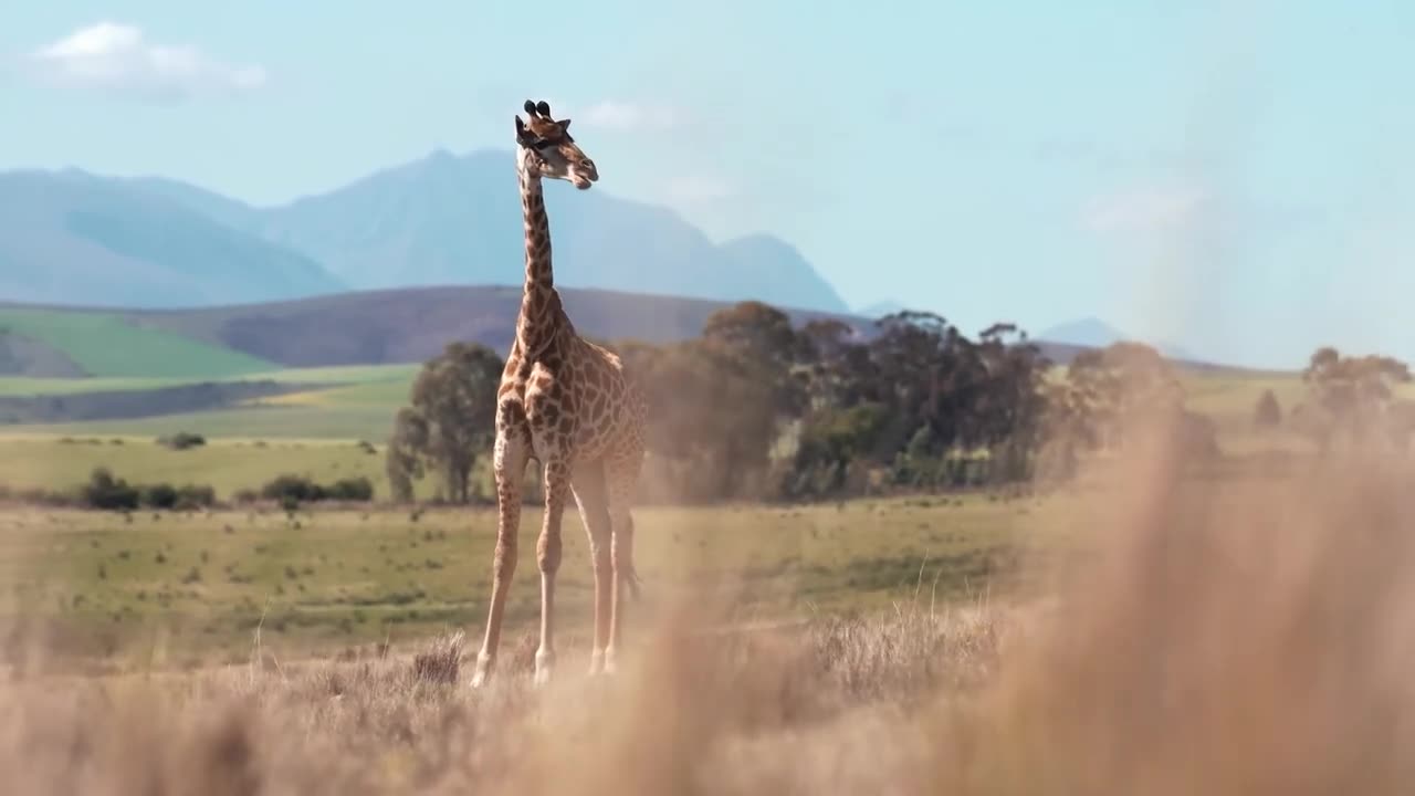 Wildlife Animals on Safari - Free HD Videos.#forest #animals #animal