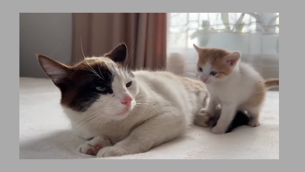 Dad cat ignore kitten