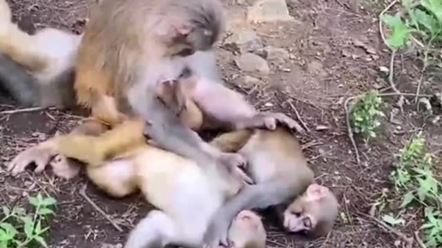 monkey