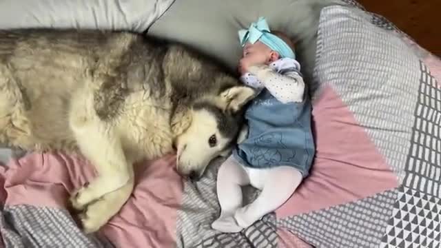 Adorable Husky Refuses To Stop Cuddling My Newborn Baby!! [CUTEST VIDEO EVER!!]